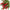 Evergreen Christmas Pine & Berries Bundle